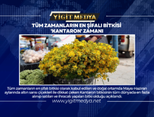 TÜM ZAMANLARIN EN ŞİFALI BİTKİSİ ‘KANTARON’ ZAMANI