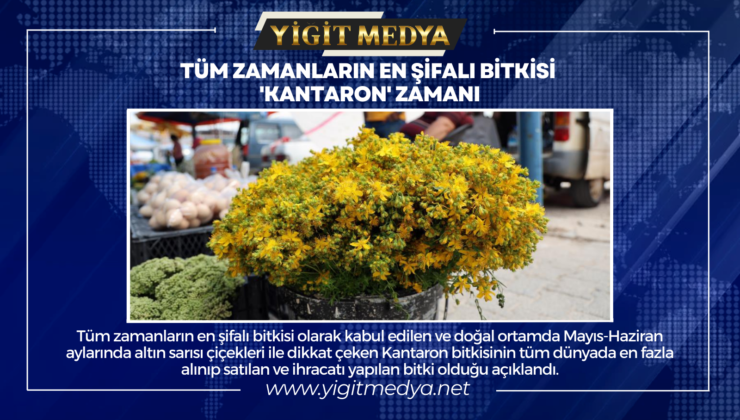 TÜM ZAMANLARIN EN ŞİFALI BİTKİSİ ‘KANTARON’ ZAMANI