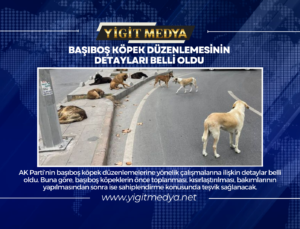 BAŞIBOŞ KÖPEK DÜZENLEMESİNİN DETAYLARI BELLİ OLDU