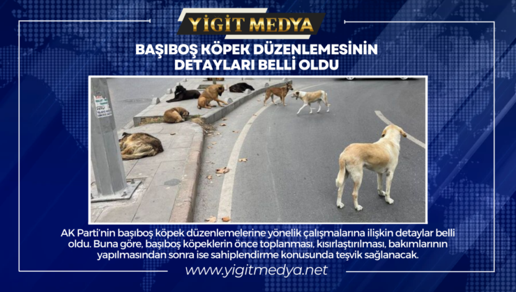 BAŞIBOŞ KÖPEK DÜZENLEMESİNİN DETAYLARI BELLİ OLDU