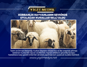 KURBANLIK HAYVANLARIN SEVKİNDE UYULACAK KURALLAR BELLİ OLDU