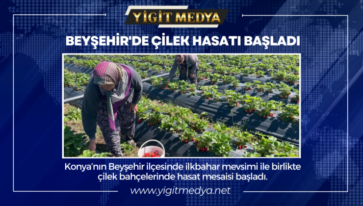 BEYŞEHİR’DE ÇİLEK HASATI BAŞLADI