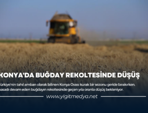 KONYA’DA BUĞDAY REKOLTESİNDE DÜŞÜŞ