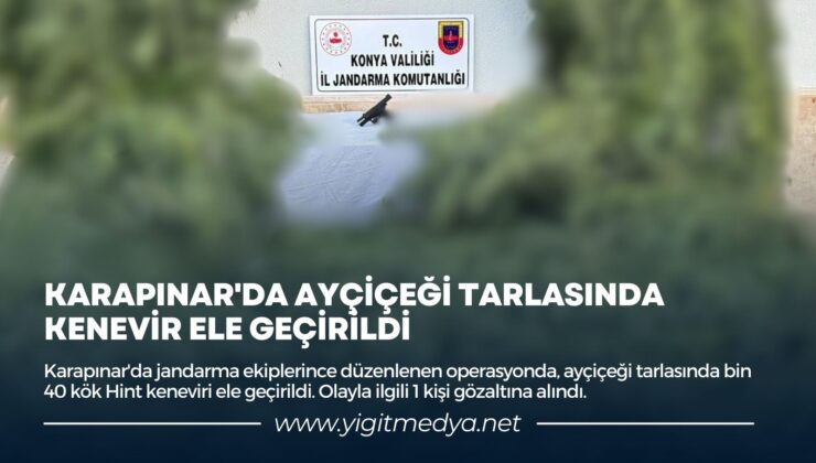 KARAPINAR’DA AYÇİÇEĞİ TARLASINDA KENEVİR ELE GEÇİRİLDİ