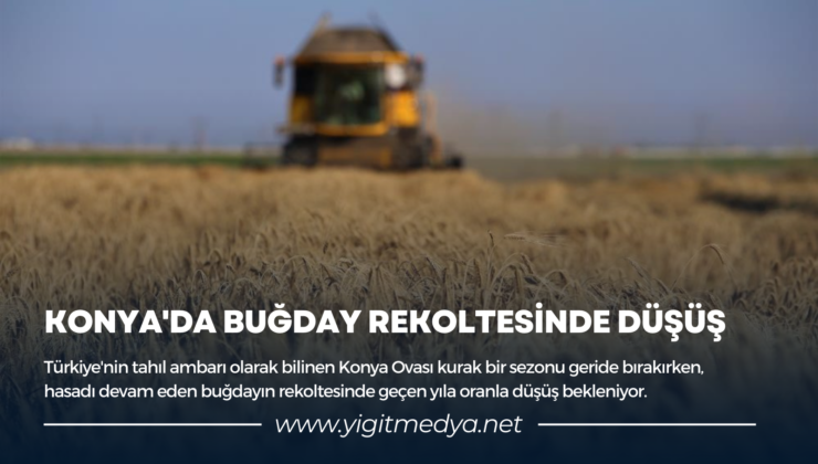 KONYA’DA BUĞDAY REKOLTESİNDE DÜŞÜŞ