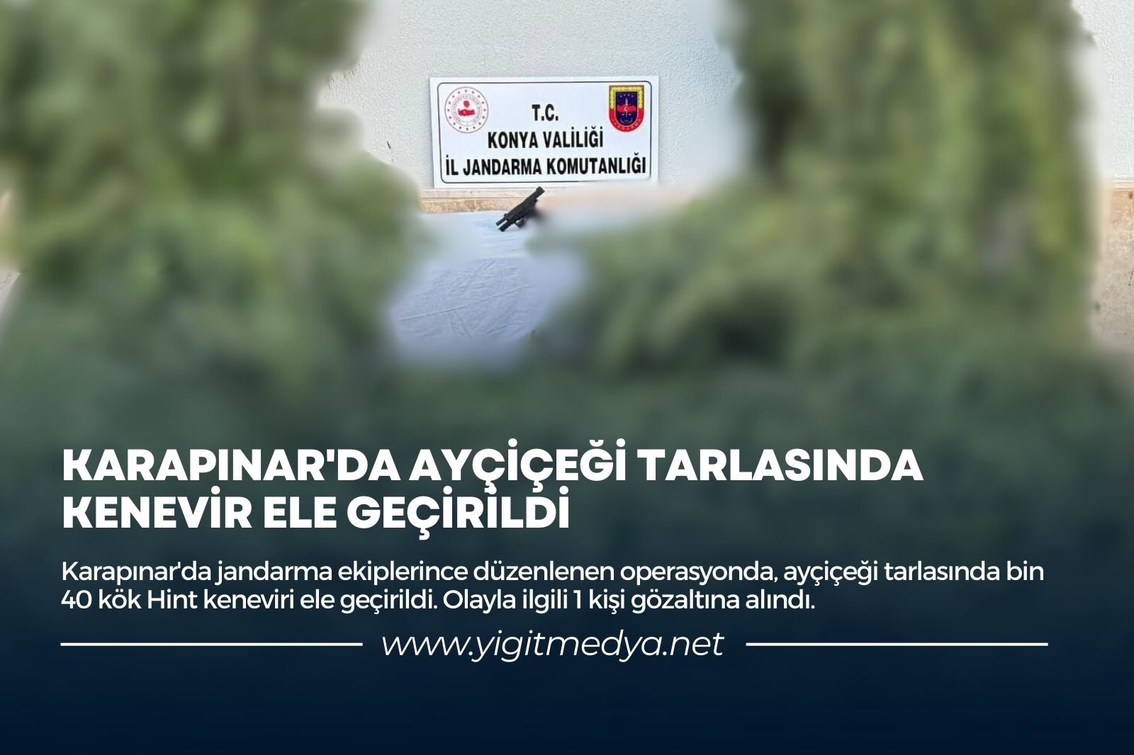 KARAPINAR’DA AYÇİÇEĞİ TARLASINDA KENEVİR ELE GEÇİRİLDİ