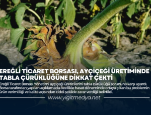 EREĞLİ TİCARET BORSASI, AYÇİÇEĞİ ÜRETİMİNDE TABLA ÇÜRÜKLÜĞÜNE DİKKAT ÇEKTİ