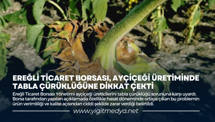 EREĞLİ TİCARET BORSASI, AYÇİÇEĞİ ÜRETİMİNDE TABLA ÇÜRÜKLÜĞÜNE DİKKAT ÇEKTİ