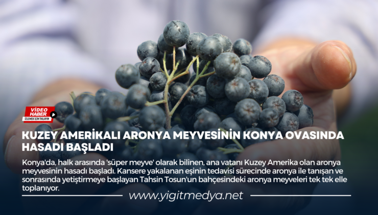 KUZEY AMERİKALI ARONYA MEYVESİNİN KONYA OVASINDA HASADI BAŞLADI