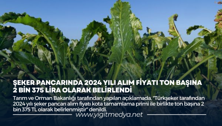 ŞEKER PANCARINDA 2024 YILI ALIM FİYATI TON BAŞINA 2 BİN 375 LİRA OLARAK BELİRLENDİ